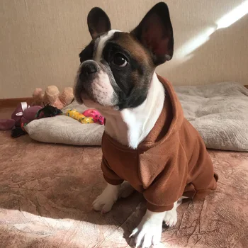 large dog coat