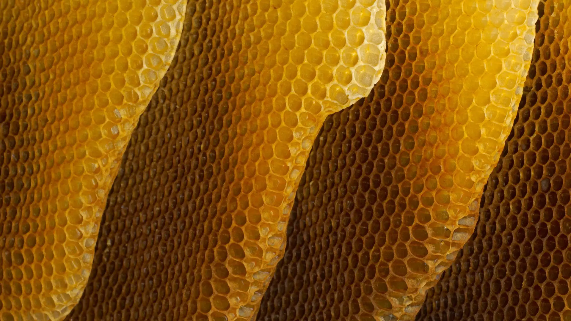 Honeycomb_EN-AU7568111738_1920x1080.png