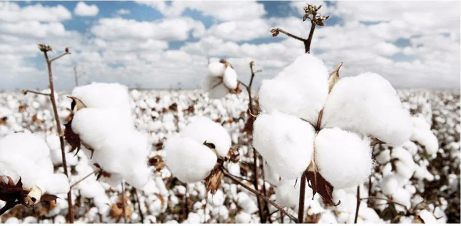 puuvillapõld sinise taeva all, valged puuvillatuustid taimede küljes