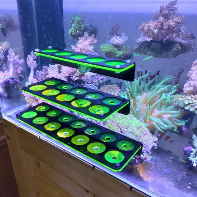 Live Coral Reef Frag Rack,frag Plugs Holder For Nigeria | Ubuy