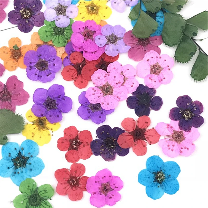 Top Trends: 18PCS / Lot Natural Pressed Dried Flower For Nail Art Decorations Narcissus Five-petaled Flowers Decals Nails Supplies Materials Shoppable Styles