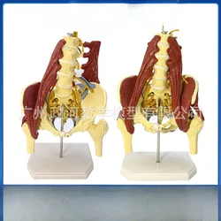 1:1 Life Size Anatomy Lumbar Vertebrae Vital Muscles Pelvic Muscle Model